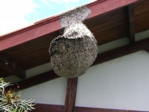 20091016-123-DSC01591